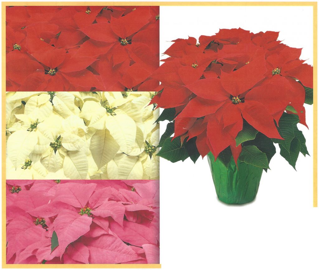 This image has an empty alt attribute; its file name is Poinsettias-2021.-back-1-1024x867.jpg